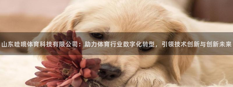 山东哇哦体育科技有限公司：助力体育行业数字化转型，引领技术创新与创新未来